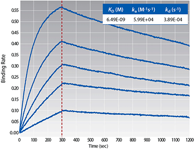 Large Molecule Characterization Large Molecule Characterization