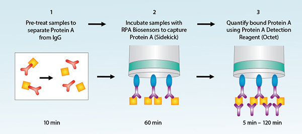 Residual Protein A Residual Protein A