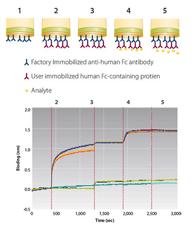 AHC Biosensors Enable Kinetic Characterization