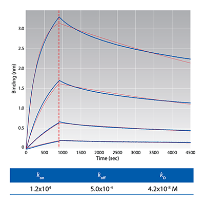 Fab or IgG for Kinetic Analysis