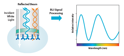 Bio-Layer Interferometry Bio-Layer Interferometry