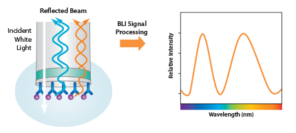 Bio-Layer Interferometry Bio-Layer Interferometry