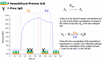 Immobilized Protein