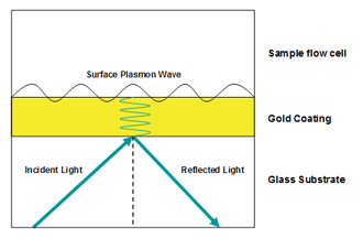 Surface Plasmon Wave